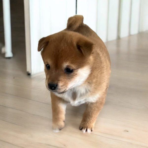 mameshiba3-mini-mameshiba